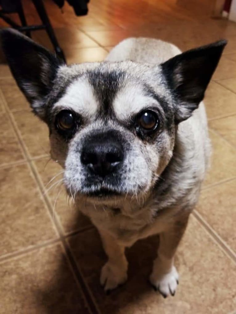 Snort, a Pug and Australian Cattle Dog mix tested with EmbarkVet.com