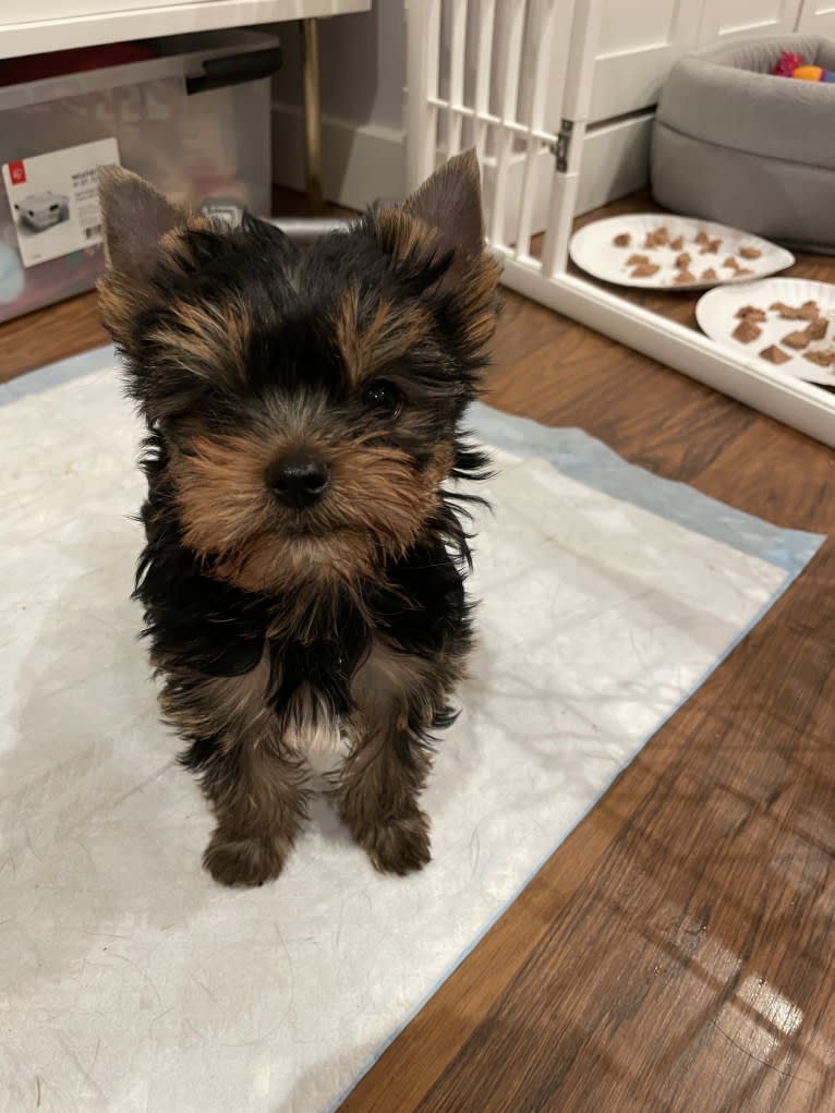 Chewy, a Yorkshire Terrier tested with EmbarkVet.com