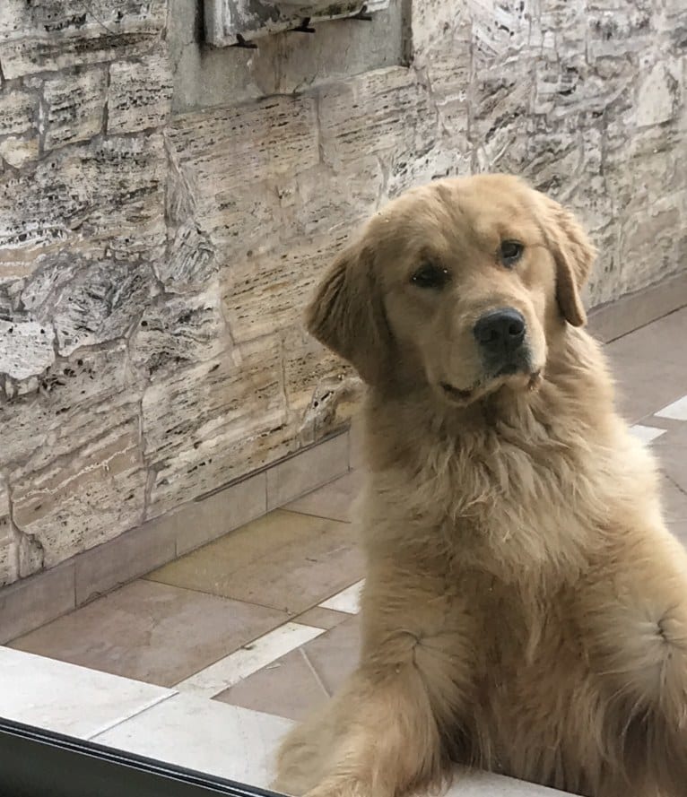 LIBERTY HENNA LISKA, a Golden Retriever tested with EmbarkVet.com