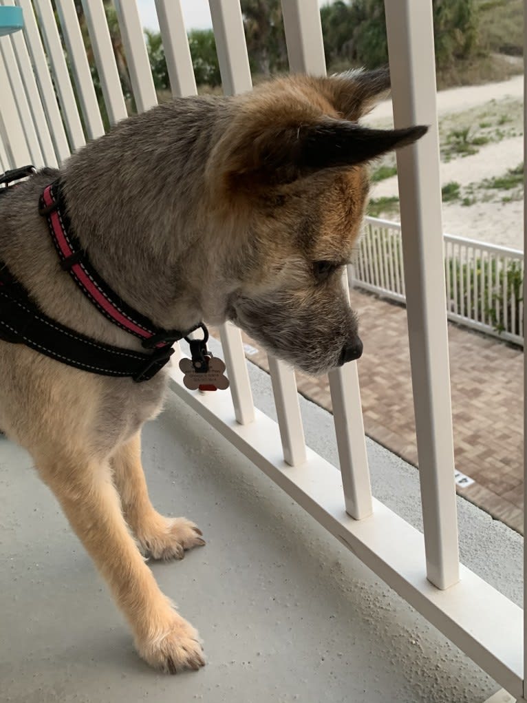 Macey, an Australian Cattle Dog and Chihuahua mix tested with EmbarkVet.com