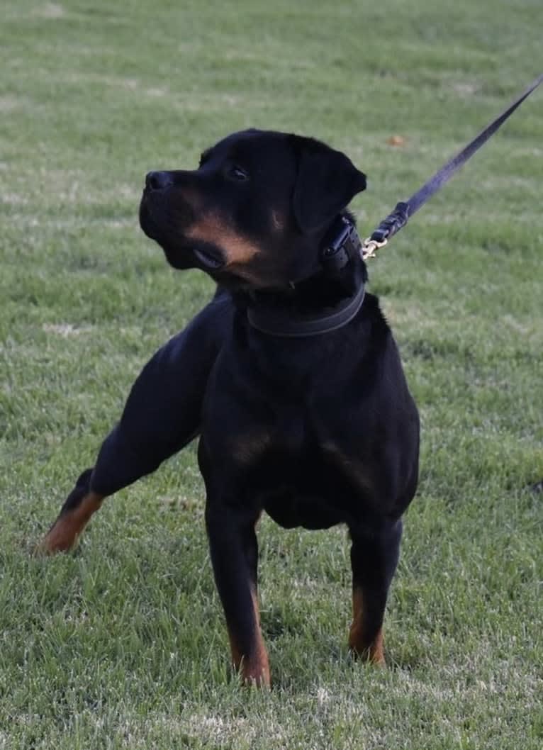 Wüstenhaus Samson, a Rottweiler tested with EmbarkVet.com