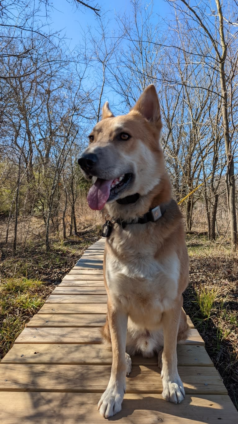 Loki, a German Shepherd Dog and Siberian Husky mix tested with EmbarkVet.com