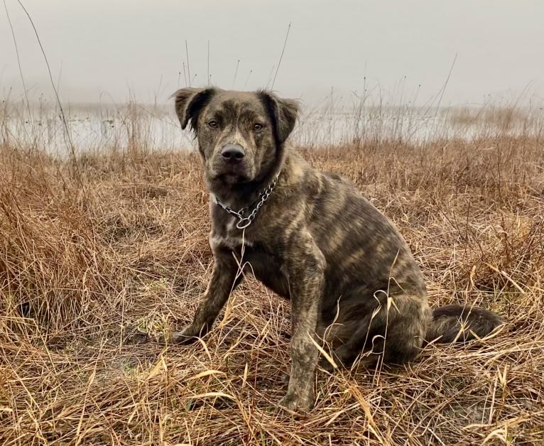 Zeta, an American Pit Bull Terrier and American Staffordshire Terrier mix tested with EmbarkVet.com