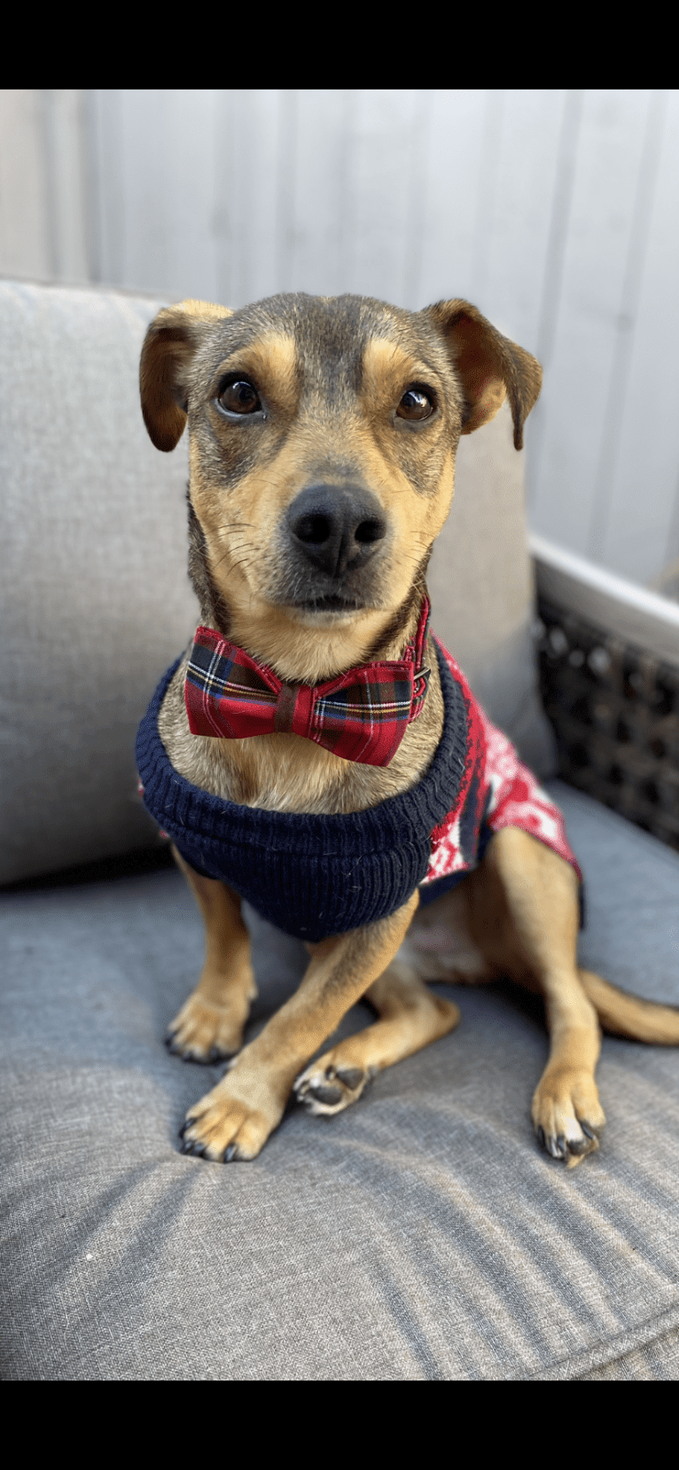 Harry, a Chihuahua and American Pit Bull Terrier mix tested with EmbarkVet.com