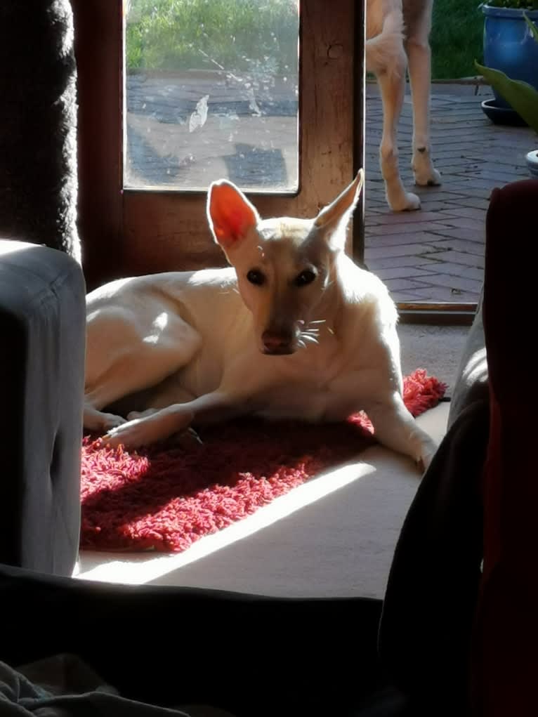 Chica, an Arabian Village Dog tested with EmbarkVet.com