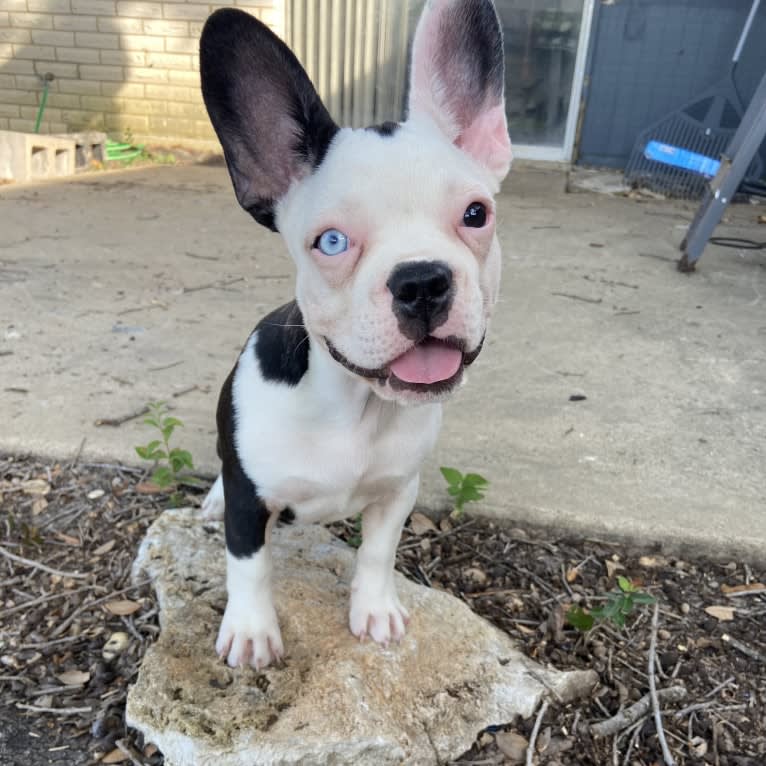 Luna, a French Bulldog and Boston Terrier mix tested with EmbarkVet.com