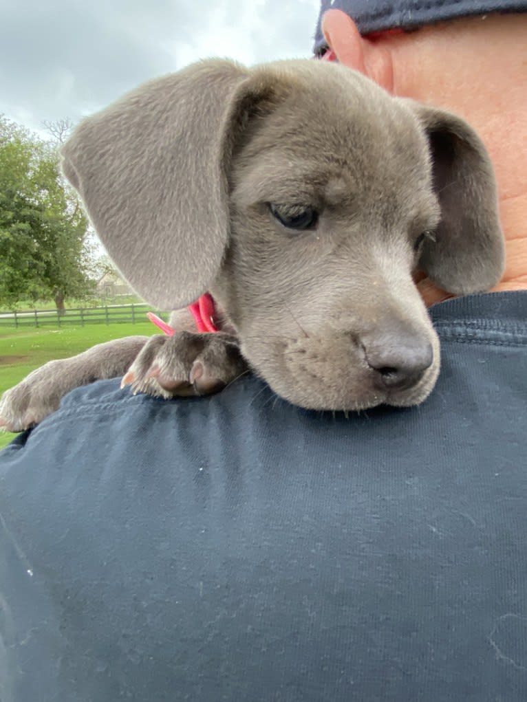 Kaia, a Blue Lacy tested with EmbarkVet.com