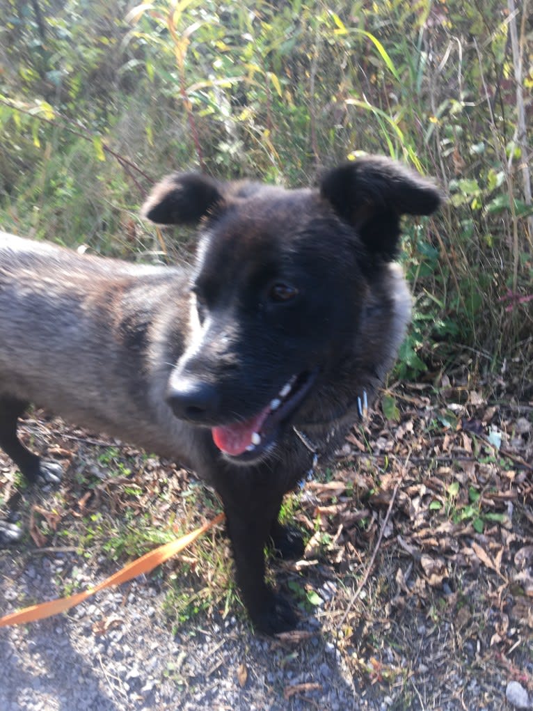 Keira, a South Asian Village Dog tested with EmbarkVet.com