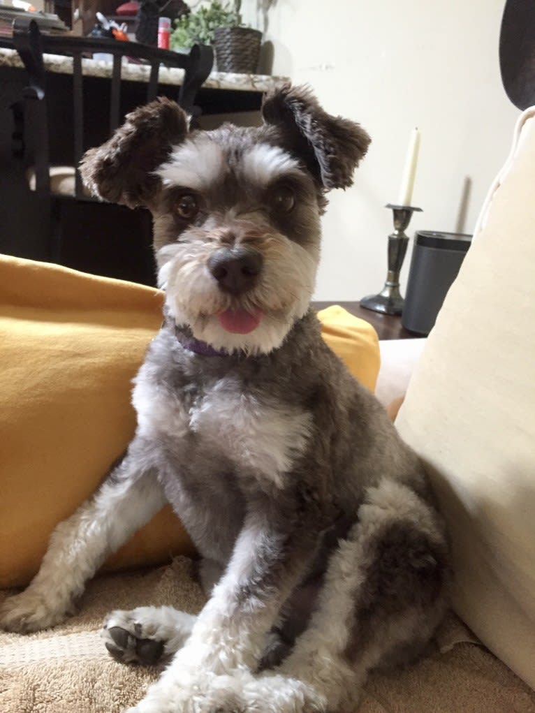 Bayley, a Miniature Schnauzer and Pomeranian mix tested with EmbarkVet.com