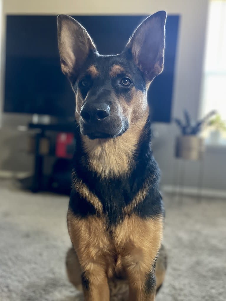 Rocky, a German Shepherd Dog and Australian Cattle Dog mix tested with EmbarkVet.com