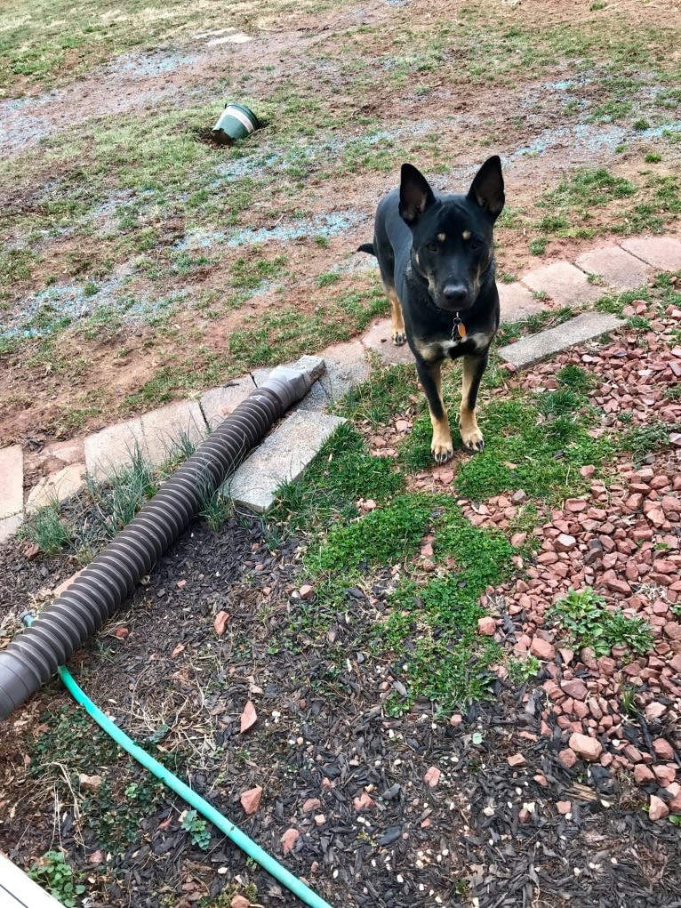 Wyatt, a German Shepherd Dog and American Pit Bull Terrier mix tested with EmbarkVet.com