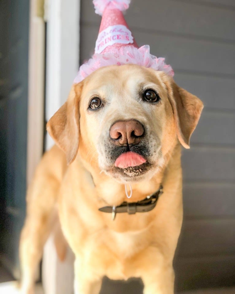 Brae, a Labrador Retriever tested with EmbarkVet.com