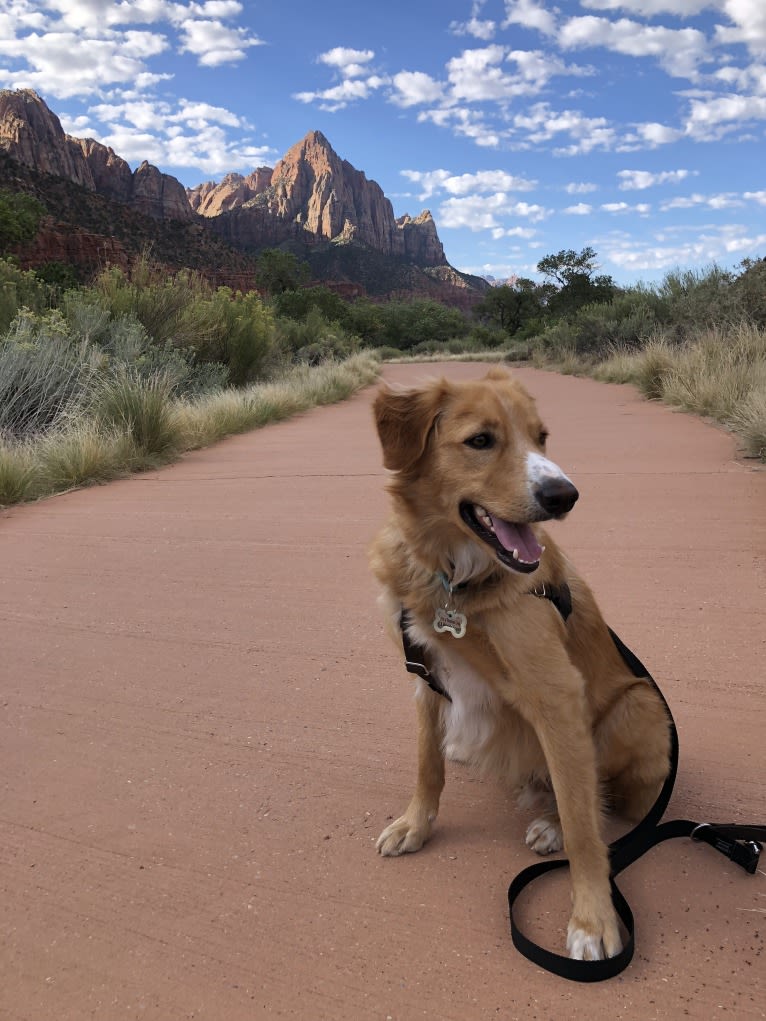 Rusty, a Border Collie and Australian Shepherd mix tested with EmbarkVet.com