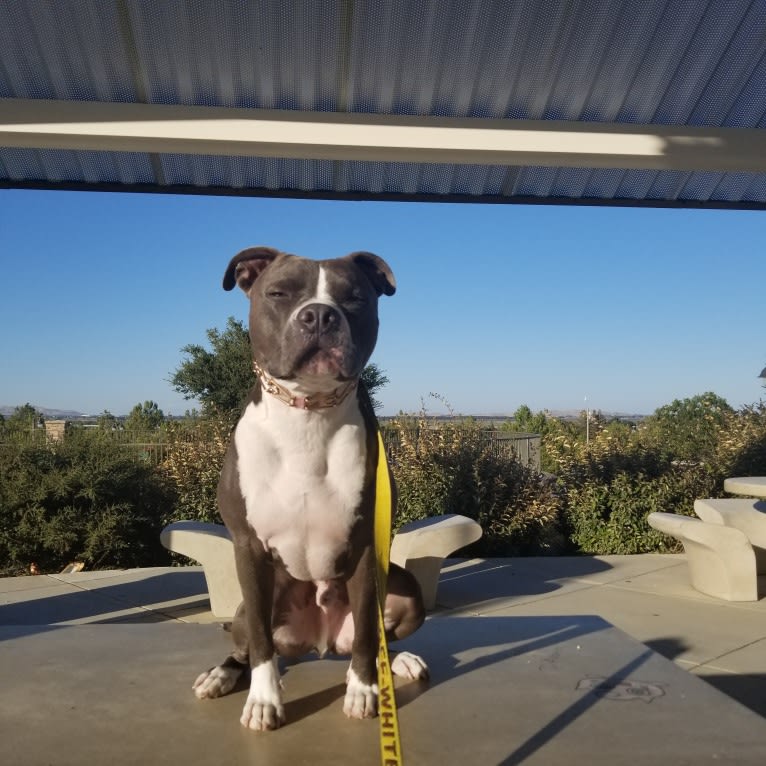 MaSiWei, an American Bully tested with EmbarkVet.com