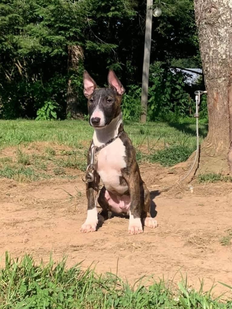 Dippy, a Bull Terrier tested with EmbarkVet.com