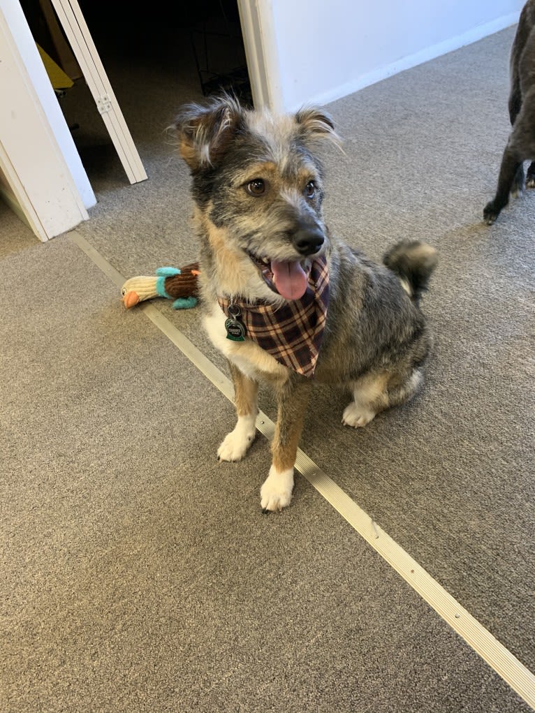 Elliott, a Rat Terrier and Australian Cattle Dog mix tested with EmbarkVet.com