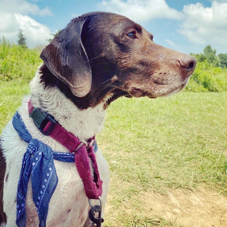 Holly, a German Shorthaired Pointer tested with EmbarkVet.com