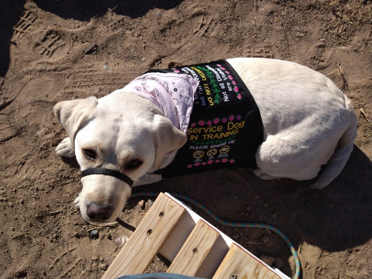 Missy, a Labrador Retriever tested with EmbarkVet.com