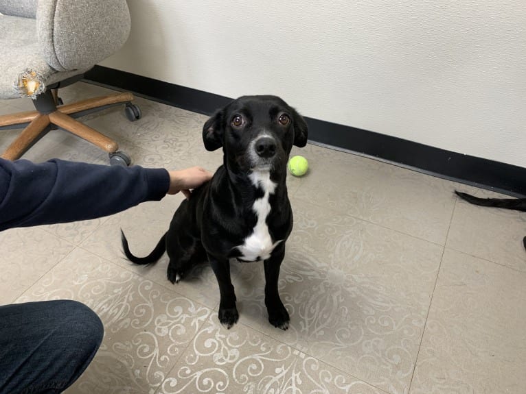 Petunia, an Australian Cattle Dog and Beagle mix tested with EmbarkVet.com