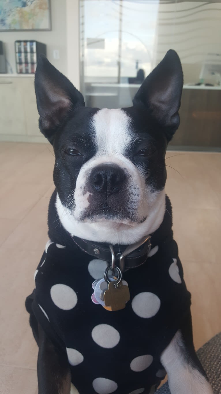 Bella, a Boston Terrier tested with EmbarkVet.com