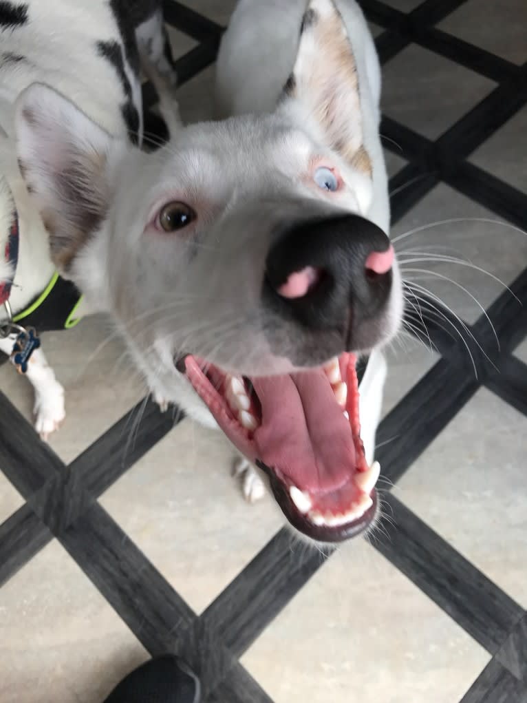 Finn, an Australian Cattle Dog and Australian Shepherd mix tested with EmbarkVet.com