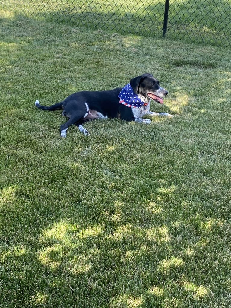 Izzy, a Dalmatian and Labrador Retriever mix tested with EmbarkVet.com