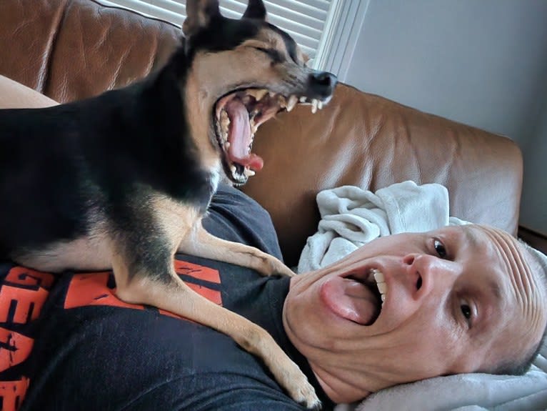 Bowser, a Chihuahua and Pomeranian mix tested with EmbarkVet.com