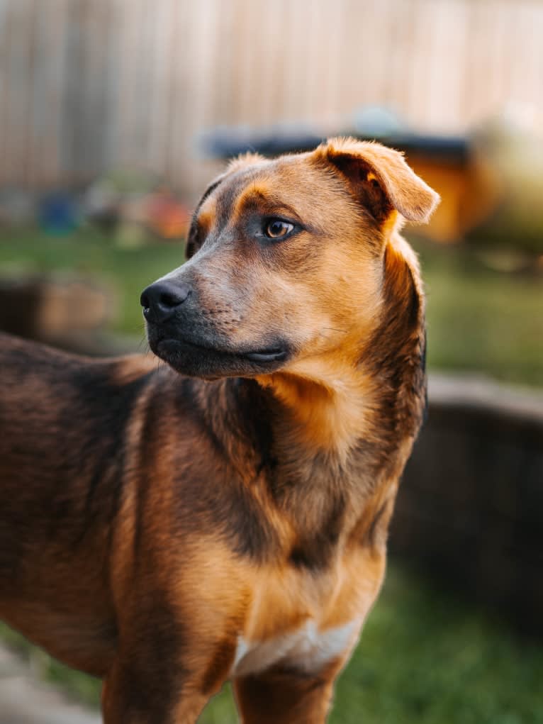 Gromit, an Australian Kelpie and Shih Tzu mix tested with EmbarkVet.com