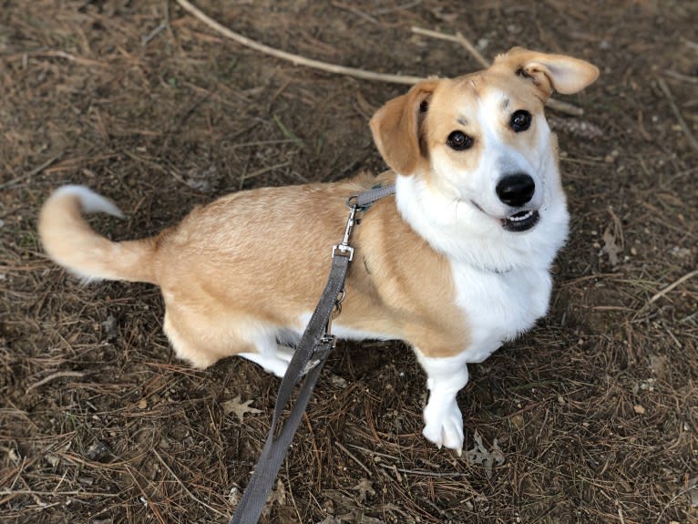 Ginger, a Pembroke Welsh Corgi and Alaskan Malamute mix tested with EmbarkVet.com