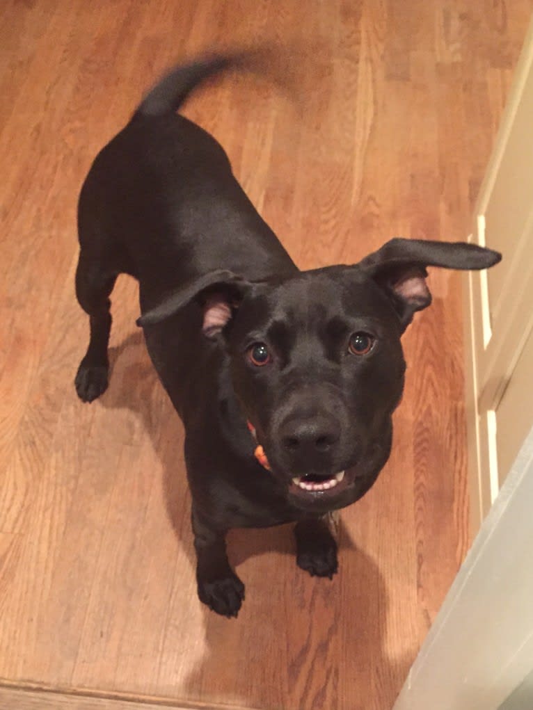 Maple, an American Bully and Rottweiler mix tested with EmbarkVet.com