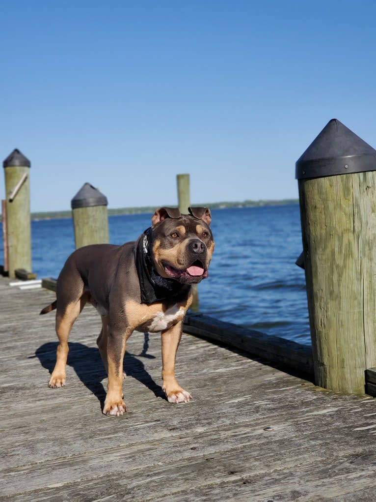Future, an American Staffordshire Terrier tested with EmbarkVet.com