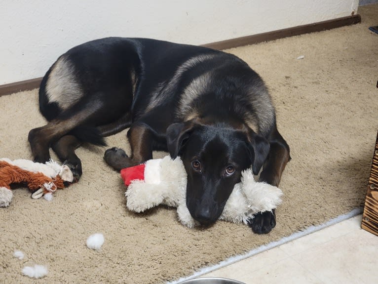 Maya, a Rottweiler and German Shepherd Dog mix tested with EmbarkVet.com