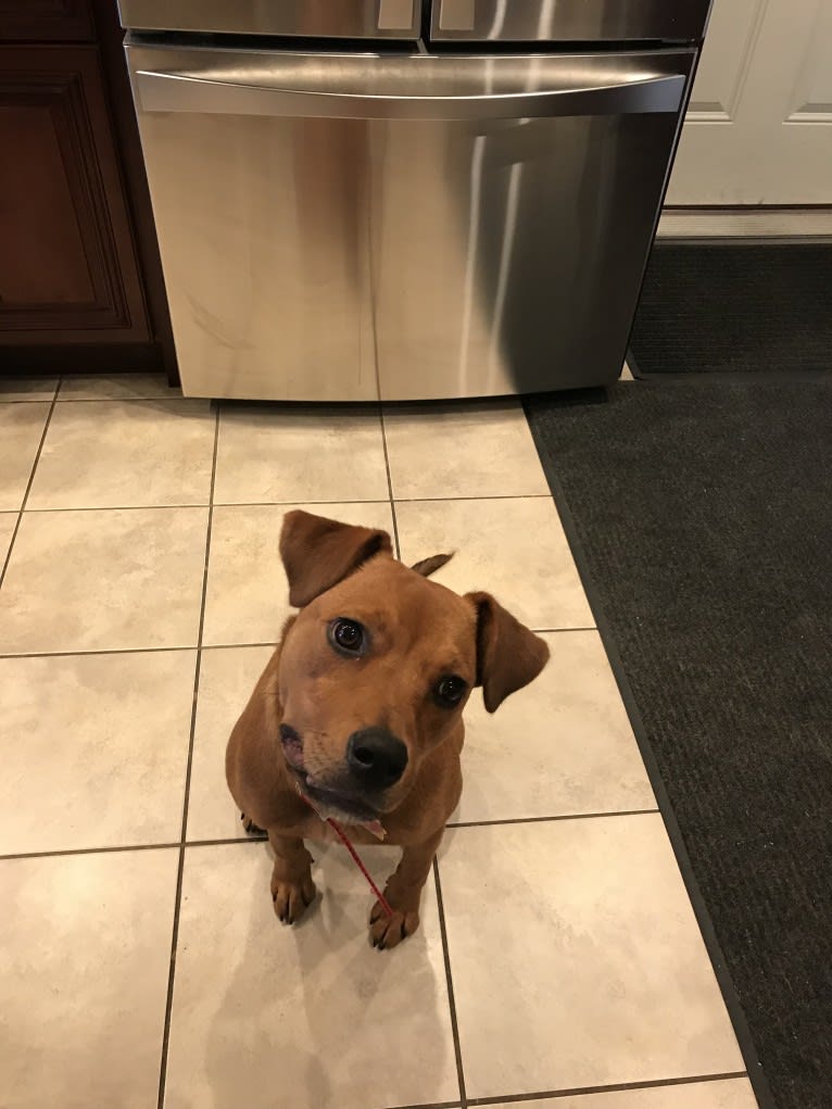 Molly, a Rottweiler and American Pit Bull Terrier mix tested with EmbarkVet.com