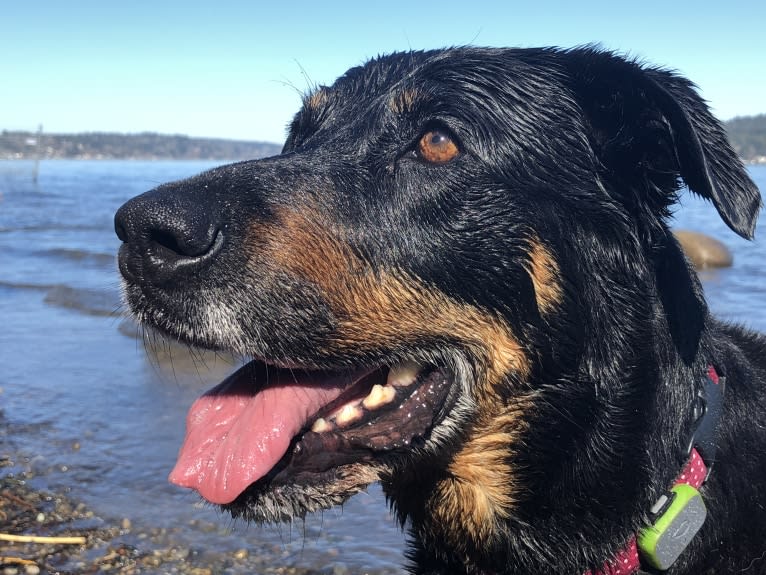 Prim (AKA #bestdogever), a Rottweiler and Labrador Retriever mix tested with EmbarkVet.com