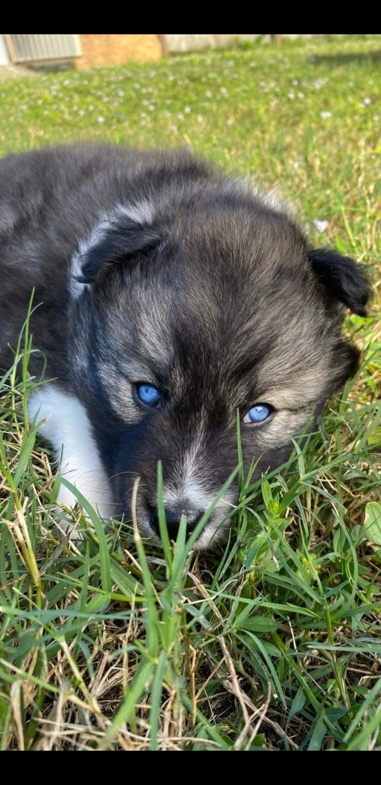 KYLO, a Siberian Husky tested with EmbarkVet.com