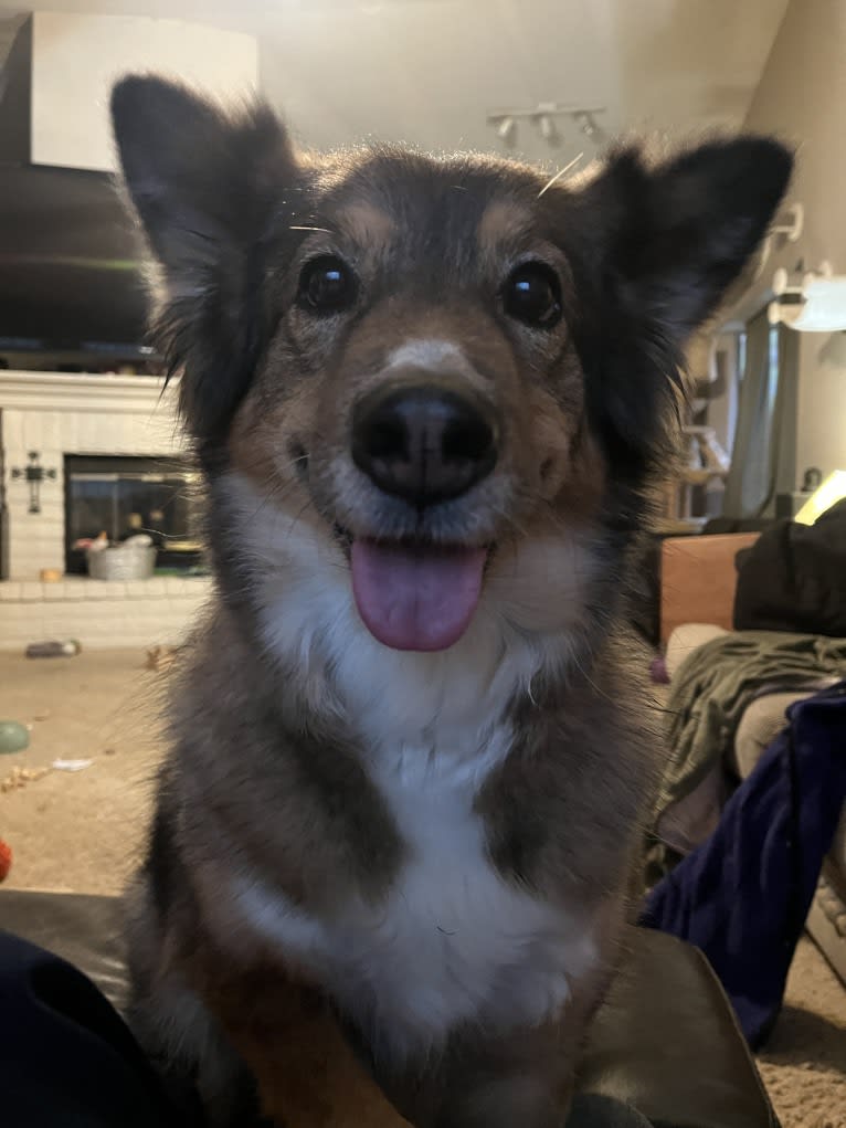Lulu, an Alaskan Malamute and Siberian Husky mix tested with EmbarkVet.com