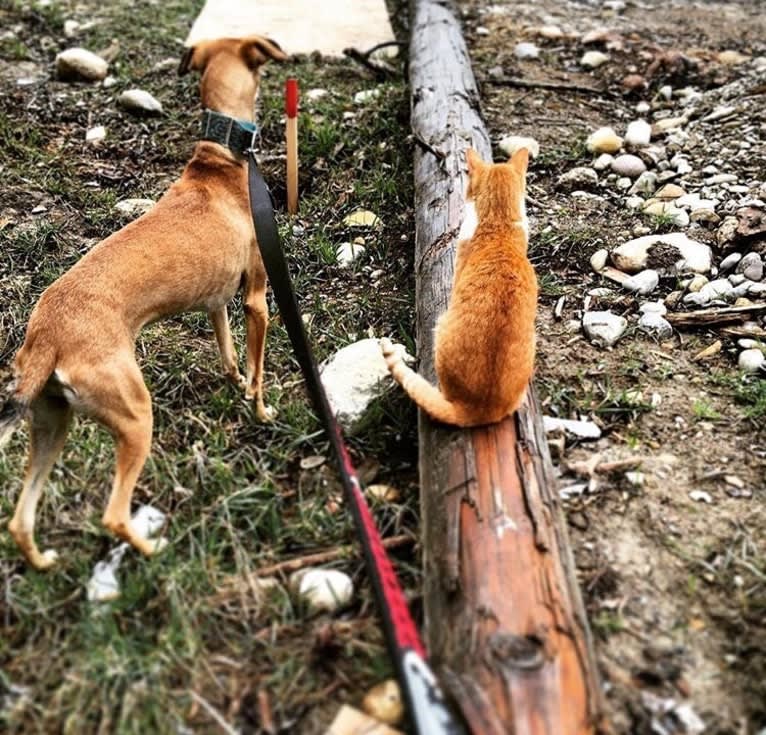 Helmut, an Arabian Village Dog tested with EmbarkVet.com