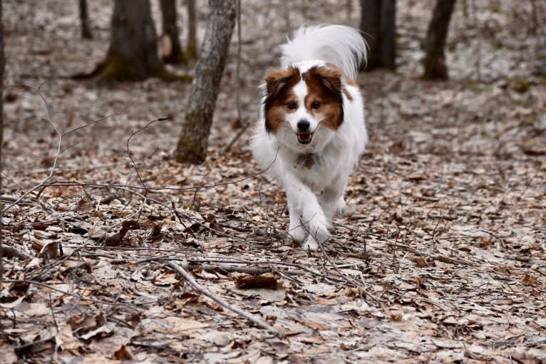 Cooper, an Australian Cattle Dog and Shih Tzu mix tested with EmbarkVet.com