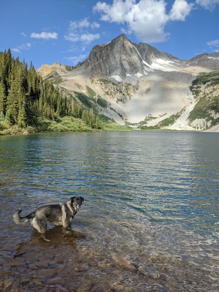 Rosie, a Rottweiler and Siberian Husky mix tested with EmbarkVet.com