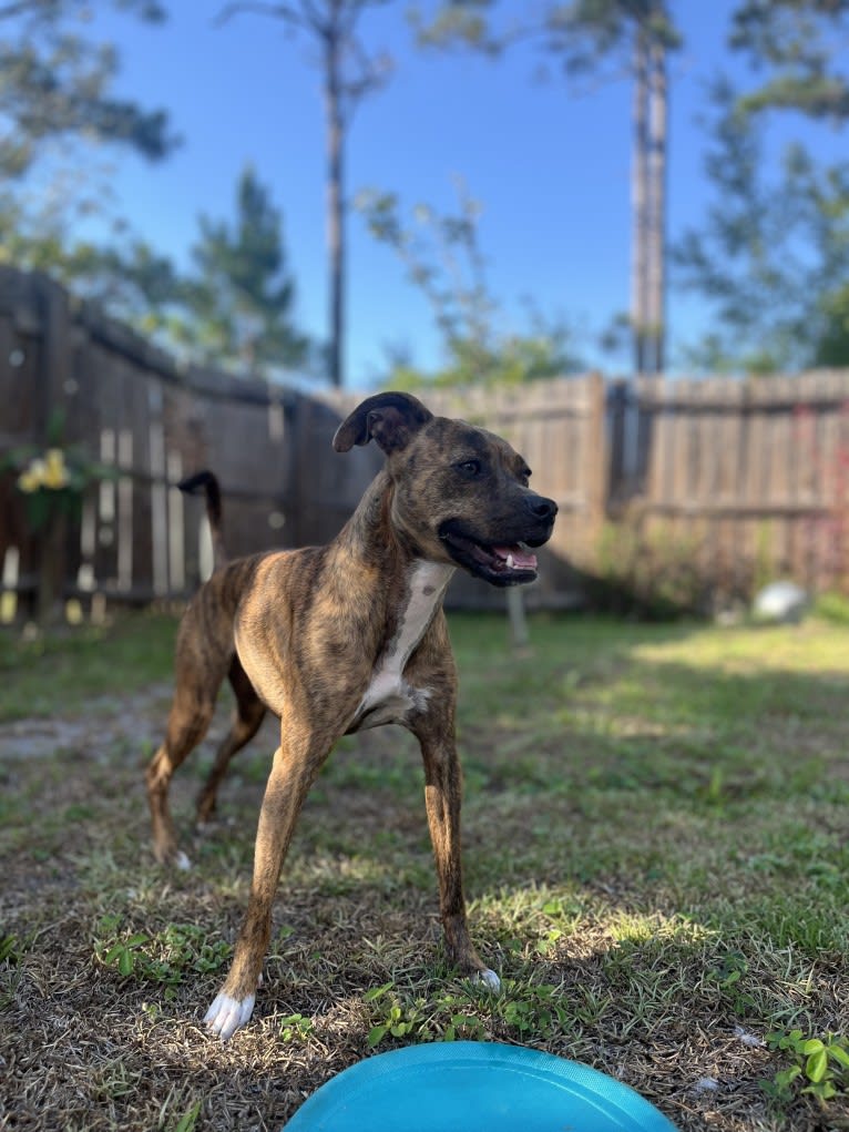 Kiwi, an American Pit Bull Terrier and Chihuahua mix tested with EmbarkVet.com