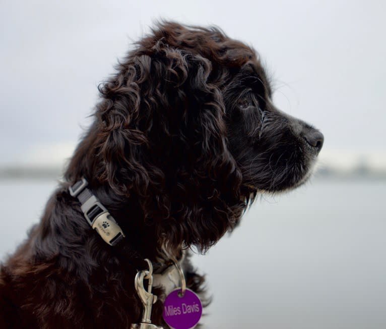 Miles Davis, a Cocker Spaniel tested with EmbarkVet.com