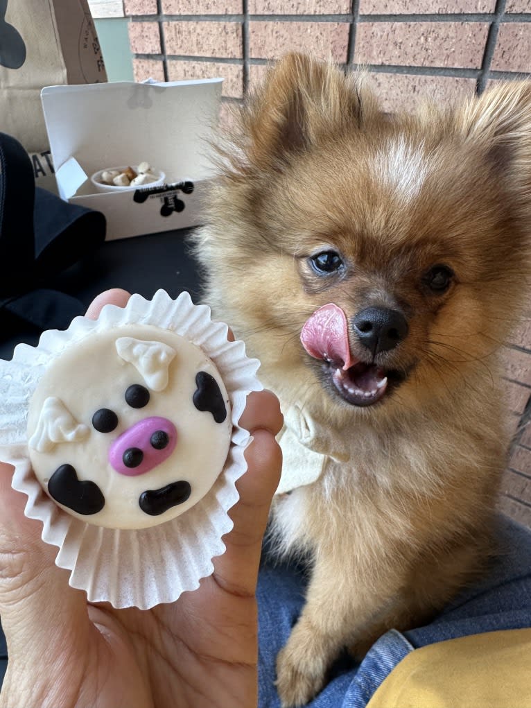 Pearl, a Pomeranian and German Spitz mix tested with EmbarkVet.com