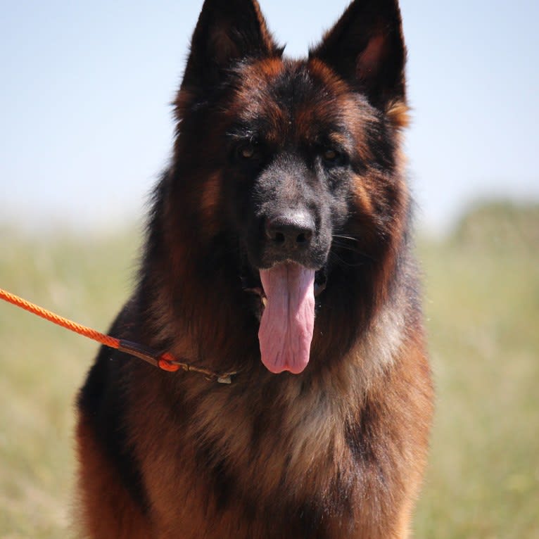 Max, a German Shepherd Dog tested with EmbarkVet.com