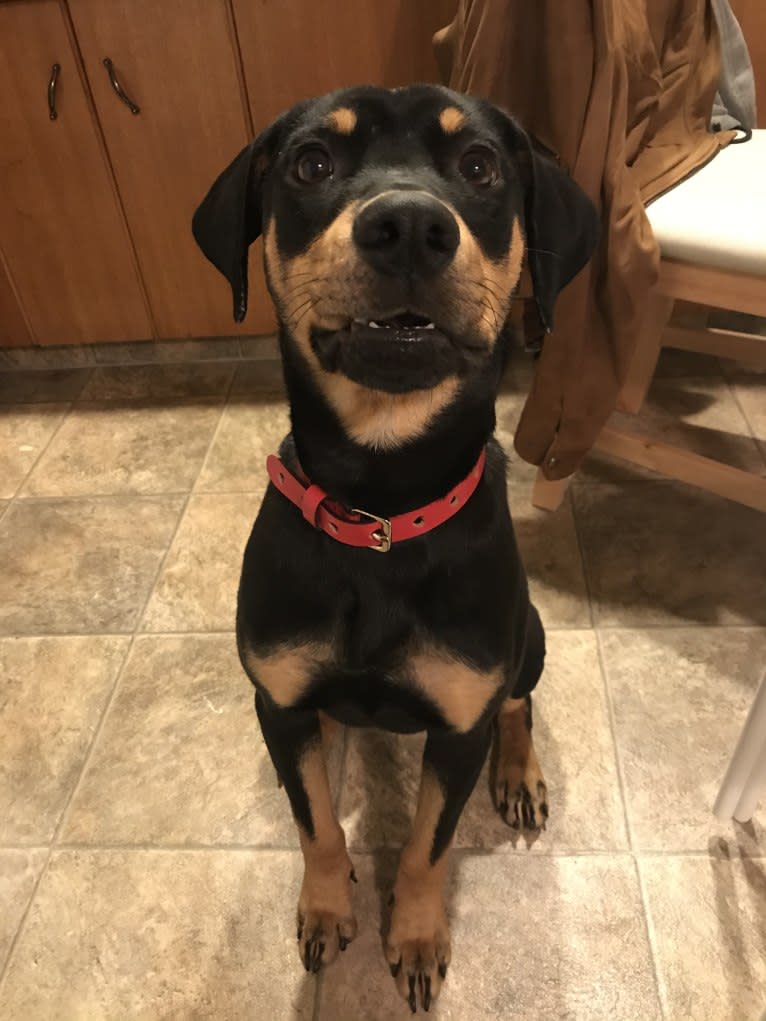 Olive, a Rottweiler and Boxer mix tested with EmbarkVet.com