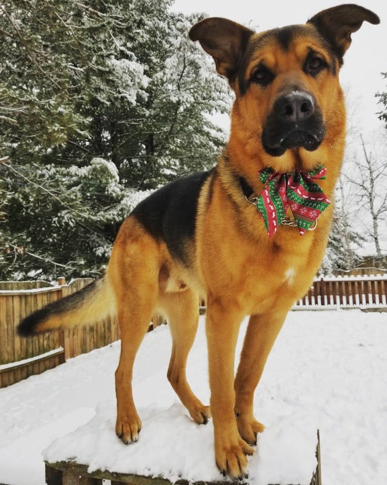 Grizzly, a German Shepherd Dog and Rottweiler mix tested with EmbarkVet.com