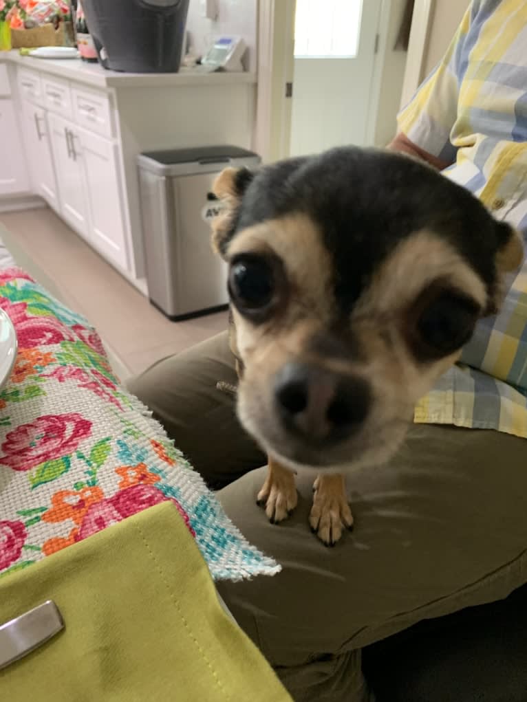Coqui, a Chihuahua and Yorkshire Terrier mix tested with EmbarkVet.com