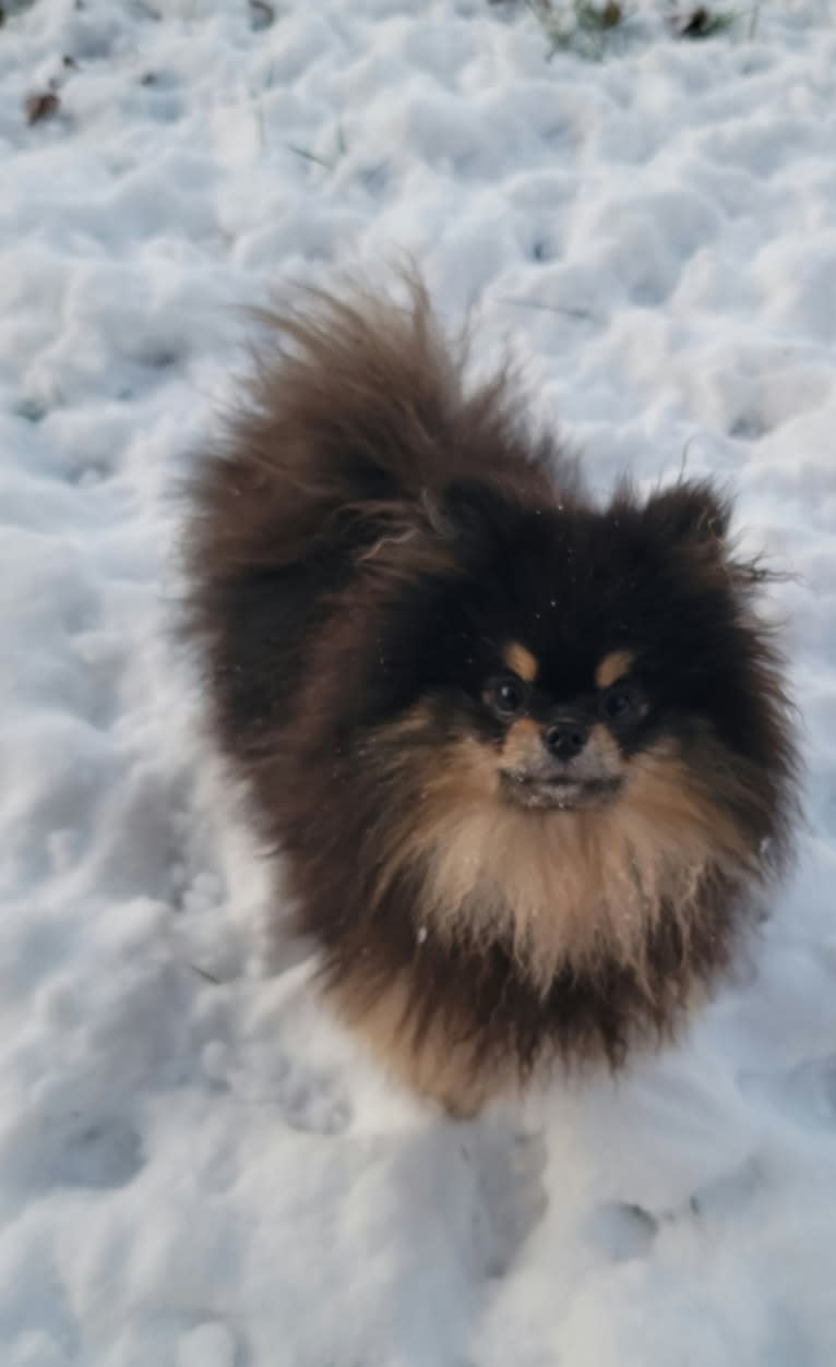 Kuro, a Pomeranian tested with EmbarkVet.com