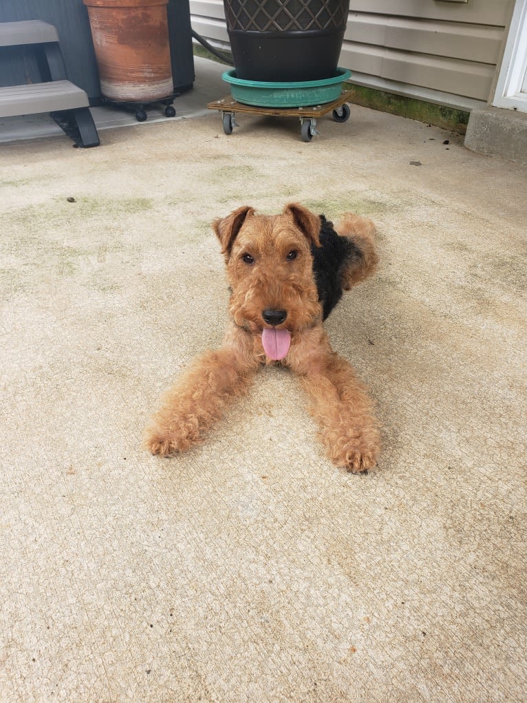 Sunny, a Welsh Terrier tested with EmbarkVet.com