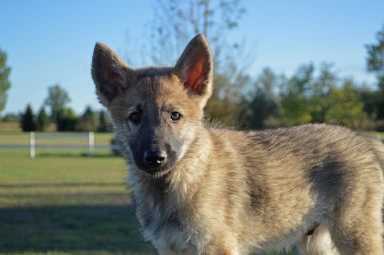 Alfa, a Siberian Husky and Belgian Sheepdog mix tested with EmbarkVet.com