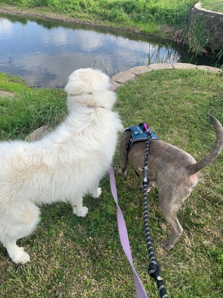 Looney “Chik’in Mini Bandit” Bear, a Great Pyrenees tested with EmbarkVet.com